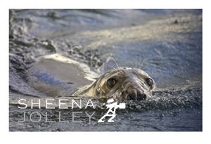  Grey Seal   inquisitive nature   brave character   eye contact  speed   water  making waves  Kinsale  Ireland  photograph Making Waves.jpg