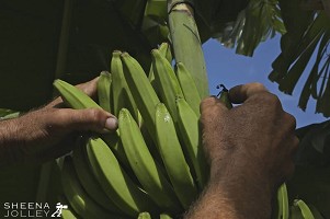 Removing the Brown Tips.jpg - Taking the brown tips off the bananas to make them more appealing to buyers