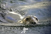  Grey Seal   inquisitive nature   brave character   eye contact  speed   water  making waves  Kinsale  Ireland  photograph Making Waves.jpg Making Waves.jpg Making Waves.jpg