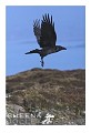 Raven  world's biggest crow  Sherkin Island bird  Ireland photograph Raven.jpg Raven.jpg Raven.jpg