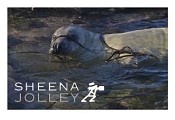 Grey Seal  pup  white fur  Ireland  Co Galway photograph  sea  waves  rocks  harsh environment  seaweed  curious  play  inquisitive  photograph Seal Weed.jpg Seal Weed.jpg Seal Weed.jpg
